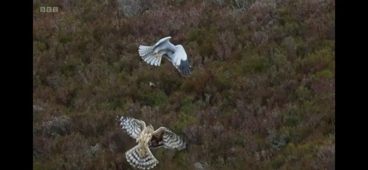 Hen harrier (Circus cyaneus) as shown in Wild Isles - Grasslands